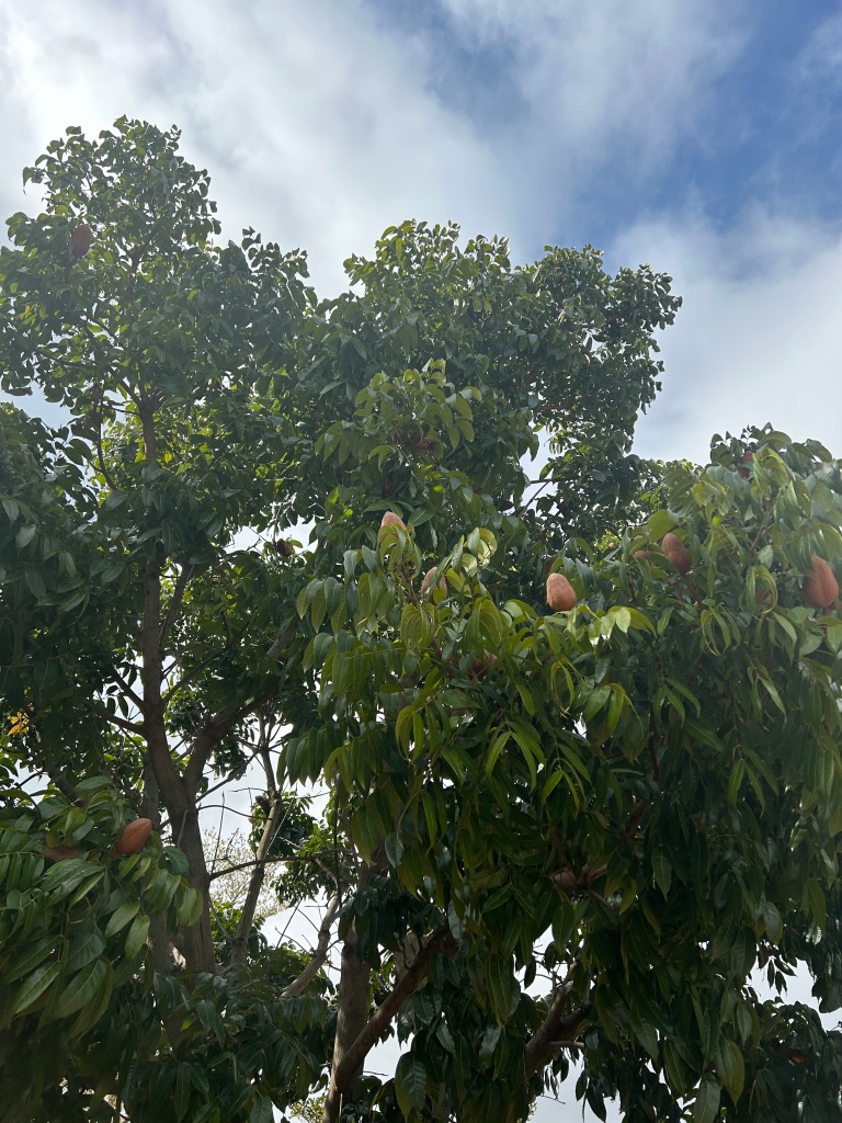 Fruits of Mahogany