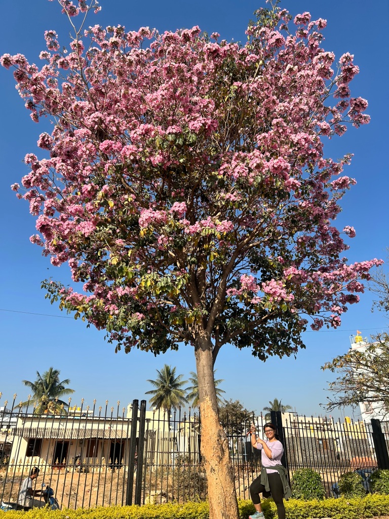 The Pink Poui Tree